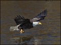 _1SB8720 american bald eagle
